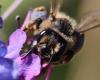Andrena flavipes